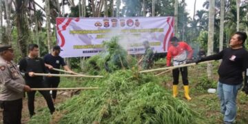 Polda Banten Musnahkan Ribuan Pohon Ganja Seluas 3 Hektare di Aceh