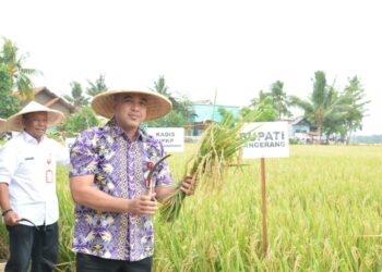 Bupati Tangerang Panen Padi di Pakuhaji