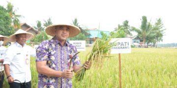 Bupati Tangerang Panen Padi di Pakuhaji
