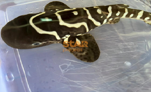 Anakan hiu belimbing jantan hasil penetasan pertama diberi nama Charlie
Foto: Kyra Bestari
