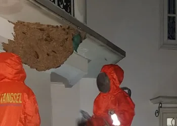 Dinas Damkar Tangerang Selatan Evakuasi 178 Sarang Tawon
