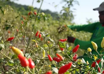 PT ABM Serap 2 Ton Cabai Dari Petani di Banten