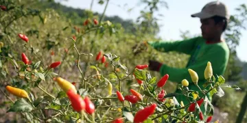 PT ABM Serap 2 Ton Cabai Dari Petani di Banten