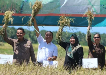 Kabupaten Pandeglang Produsen Beras Tertinggi di Banten