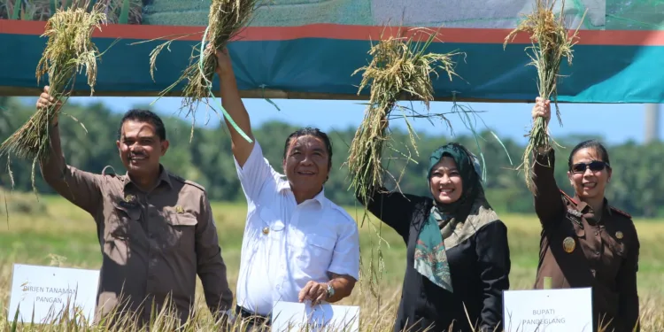 Kabupaten Pandeglang Produsen Beras Tertinggi di Banten
