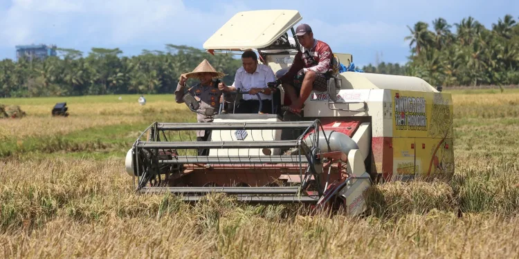 Al Muktabar Jadi “Petani” Kemudikan Mesin Pemanen Padi Hingga Dapat Empat Karung Gabah