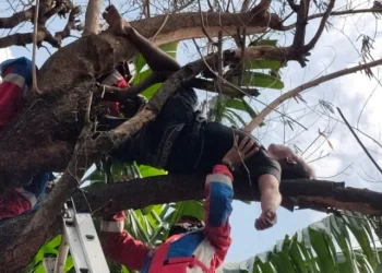 Usai Nyabu dan Miras, Pemuda Tidur Pulas di Atas Pohon