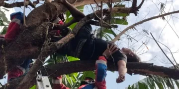 Usai Nyabu dan Miras, Pemuda Tidur Pulas di Atas Pohon