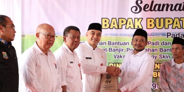 Bupati Tangerang Serahkan Bantuan Benih Padi Pupuk Dan Sapi