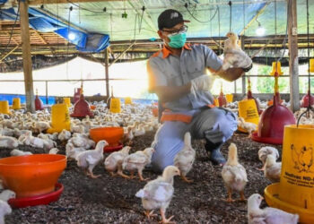 DPKP Kabupaten Tangerang Awasi Lalu lintas Ternak untuk Mitigasi Pencegahan Flu Burung