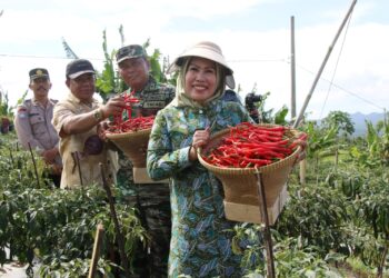 Bupati Serang Jadikan Kecamatan Pabuaran Sentra Cabe Merah