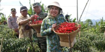Bupati Serang Jadikan Kecamatan Pabuaran Sentra Cabe Merah