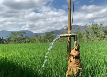 PLN Sukses Tekan Biaya Operasional Petani Bawang Merah Hingga 90 Persen