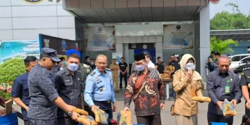 Barang Bukti 52 Kg Ganja dari Penangkapan Oknum TNI AD di Tangerang Dimusnahkan