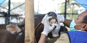 Pengiriman Hewan Kurban Tanpa Surat Sehat Dilarang Masuk Tangsel