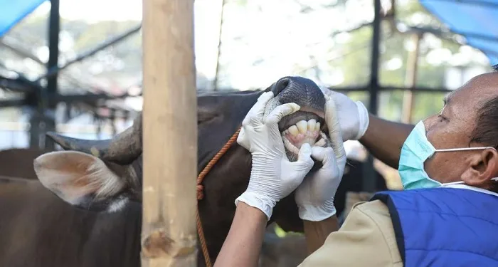 Pengiriman Hewan Kurban Tanpa Surat Sehat Dilarang Masuk Tangsel