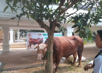 Usai Sholat Idul Adha 1444 H, Pj Gubernur Banten Potong Sapi Kurban Bantuan Presiden Joko Widodo