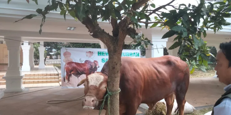 Sapi Bantuan Presiden Joko Widodo