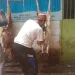 Idul Adha 1444 H, Pokja WHTR Bagikan 120 Bungkus Daging Kurban Kepada Masyarakat