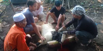 Idul Adha 1444 H, PWI Tangsel Sembelih 5 Ekor Hewan Kurban