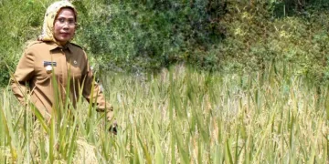 Berprestasi Bidang Pertanian, Ratu Tatu Raih Satyalancana Wira Karya dari Presiden