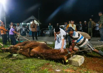 Penyaluran Daging Kurban, Pj Gubernur Banten Al Muktabar Ajak Masyarakat Sasar Anak Stunting