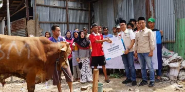 Idul Adha 1444 H, YBM PLN Salurkan 1.444 Hewan Kurban Ke Seluruh Indonesia