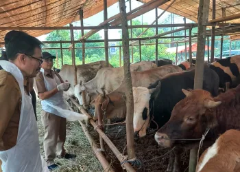 Provinsi Banten Terima Bantuan Hewan Kurban Sapi dari Presiden Joko Widodo