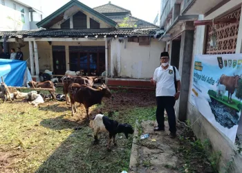 Idul Adha 1444 H, Tenaga Pembangunan Sriwijaya Bersama GIS Laksanakan Pemotongan Hewan Kurban