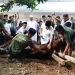 Idul Adha 1444 H, Pemkot Serang Salurkan 80 Hewan Kurban
