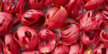 Pesona Desa Sejahtera Astra Wisata Negeri Hila Maluku