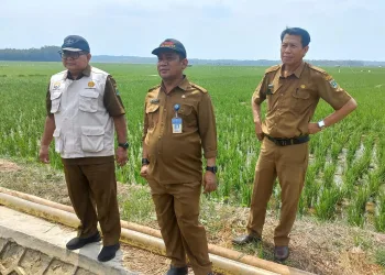 Bahagianya Petani Cikeusik, Padinya Terselamatkan Berkat Pompanisasi