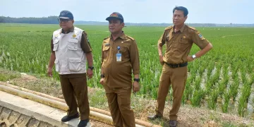 Bahagianya Petani Cikeusik, Padinya Terselamatkan Berkat Pompanisasi