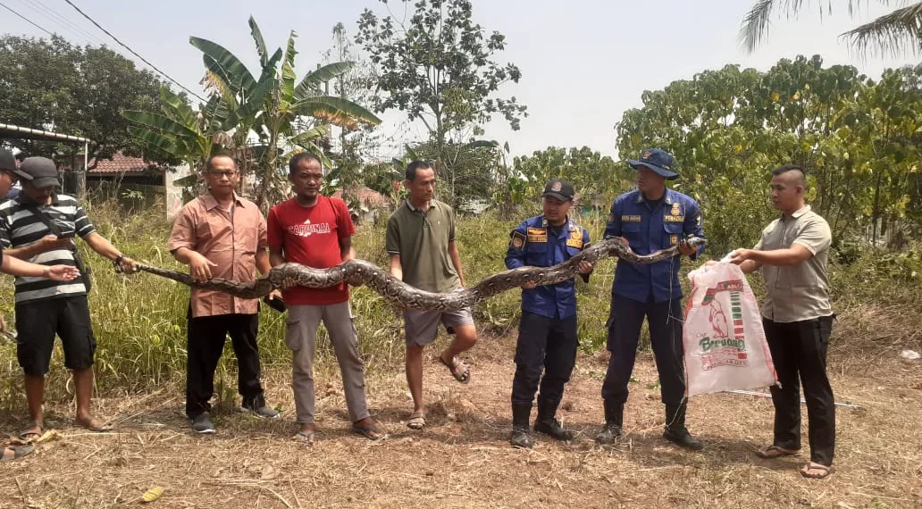 Ular Sanca 7 Meter Ditangkap di Cisauk Tangerang