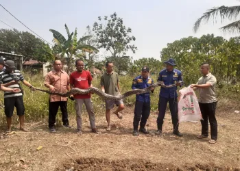 Ular Sanca 7 Meter Ditangkap di Cisauk Tangerang