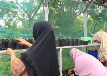 Tekan inflasi, DKP Kota Tangerang Rutin Bagikan Bibit Tanaman dan Benih Ikan Secara Cuma-cuma