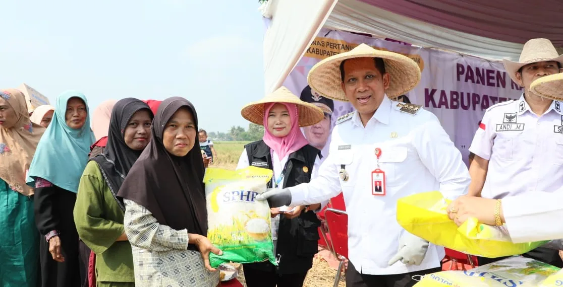 Pj Bupati Tangerang Panen Raya Padi di Sukadiri