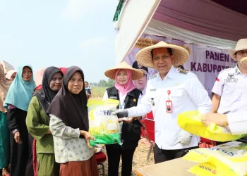 Pj Bupati Tangerang Panen Raya Padi di Sukadiri
