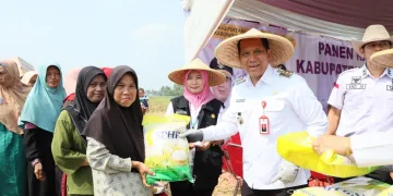 Pj Bupati Tangerang Panen Raya Padi di Sukadiri