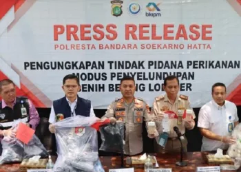 Polisi Gagalkan Penyelundupan Ratusan Ribu Benih Lobster Rp 11 Miliar Lebih ke Singapura di Bandara Soetta Tangerang