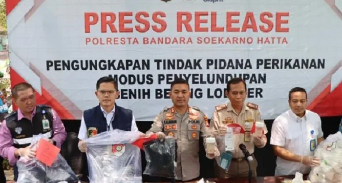 Polisi Gagalkan Penyelundupan Ratusan Ribu Benih Lobster Rp 11 Miliar Lebih ke Singapura di Bandara Soetta Tangerang