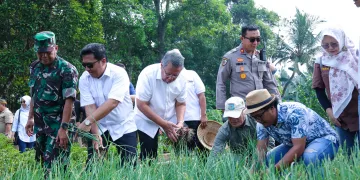 Wali Kota Tangsel Panen Raya Hasil Bumi di SAung Baba Kimpo