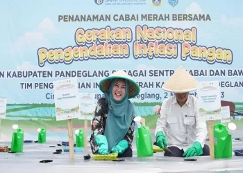 Kendalikan Inflasi, Pemkab dan BI jadikan Pandeglang Sentra Bawang Merah dan Cabai