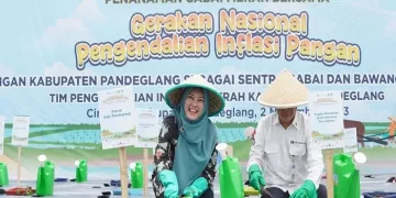 Kendalikan Inflasi, Pemkab dan BI jadikan Pandeglang Sentra Bawang Merah dan Cabai