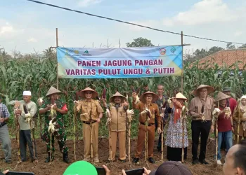 Panen Raya Jagung Komposit di Kabupaten Serang Diharap Penuhi Kebutuhan Lokal-Nasional