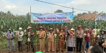 Panen Raya Jagung Komposit di Kabupaten Serang Diharap Penuhi Kebutuhan Lokal-Nasional