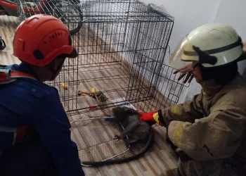 Monyet Liar Serang Nasabah Kantor Koperasi BMI Syariah Panongan Tangerang