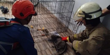 Monyet Liar Serang Nasabah Kantor Koperasi BMI Syariah Panongan Tangerang