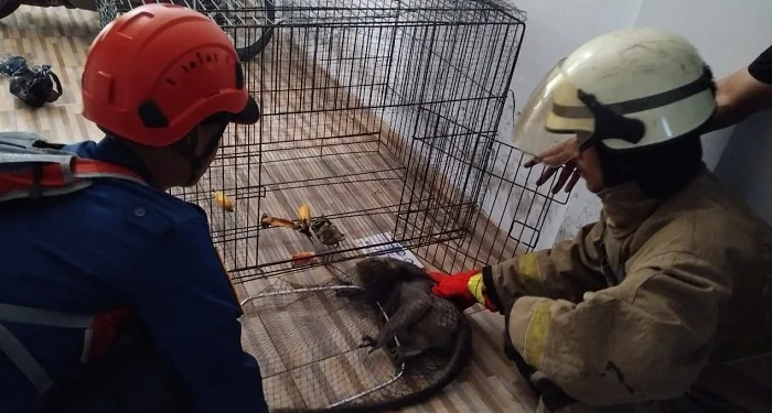 Monyet Liar Serang Nasabah Kantor Koperasi BMI Syariah Panongan Tangerang