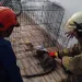 Monyet Liar Serang Nasabah Kantor Koperasi BMI Syariah Panongan Tangerang